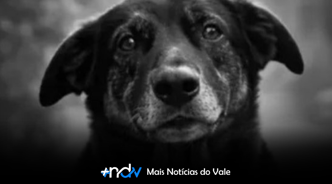 MPSC pede arquivamento do caso Orelha após conclusão de que adolescentes não estiveram com o cão