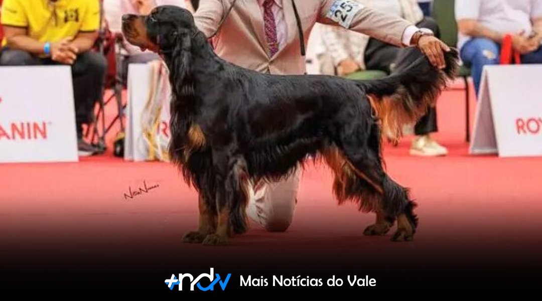 Pomerode recebe exposição com mais de 240 cães de raça pura e entrada gratuita