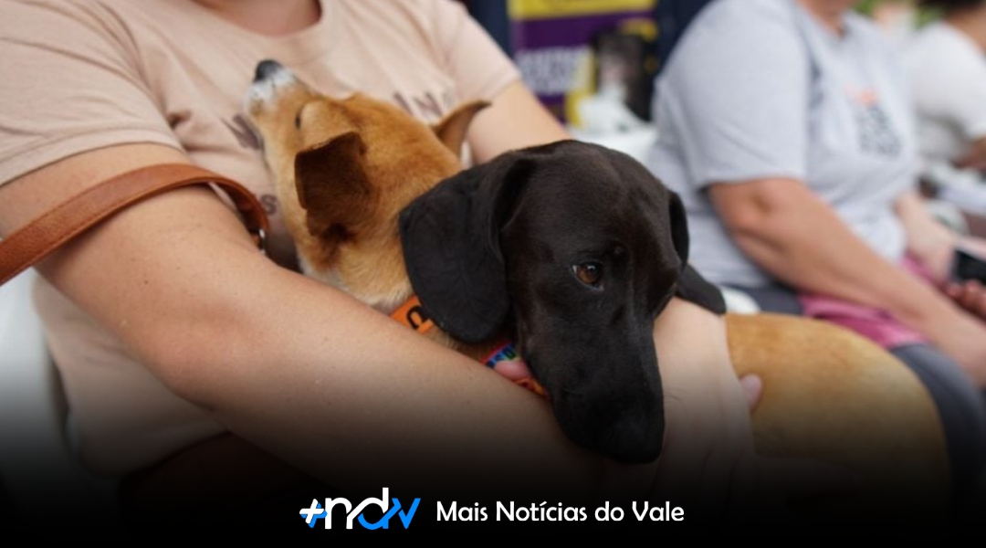 Programa Pet Levado a Sério já realizou 44 mil castrações em Santa Catarina