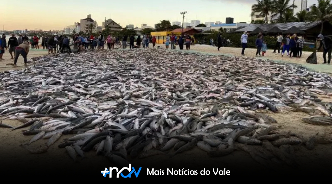 Governo federal libera pesca da tainha por arrasto de praia e amplia cota em SC