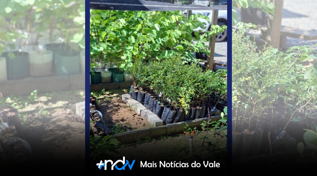 Delivery do Junho Verde distribuiu mais de 750 mudas nativas em Indaial